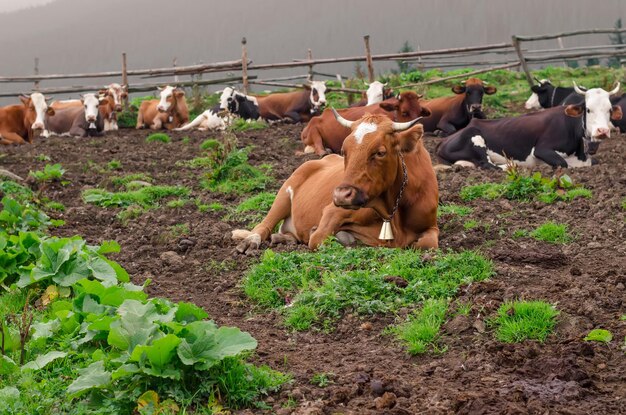 Koeien liggen op een groene weide te rusten en sommigen van hen kijken naar de camera