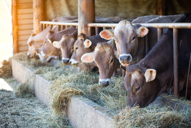 Koeien op boerderij race alpine brown eten hooi in de stal