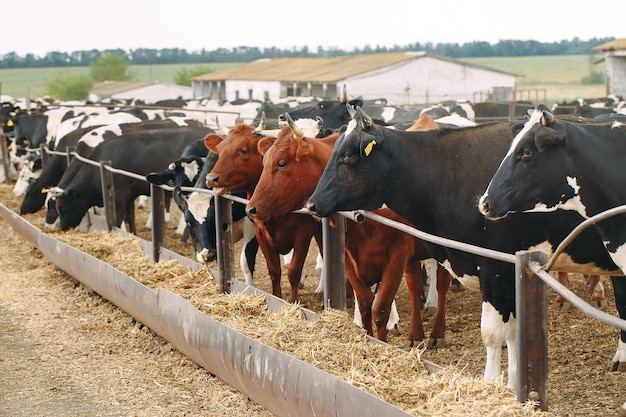 Koeien op buiten boerderij. koeien die hooi eten in de stal