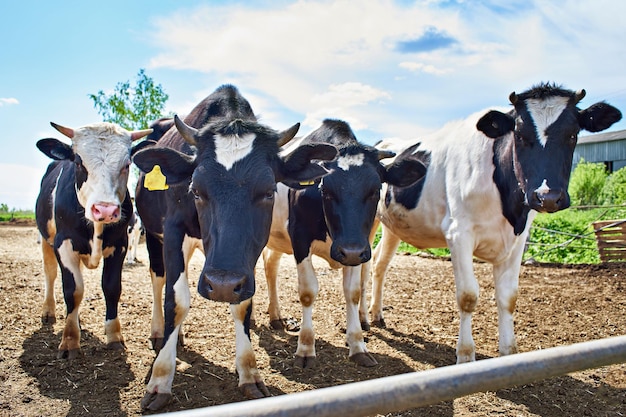 Koeien op de boerderij op zomerdag