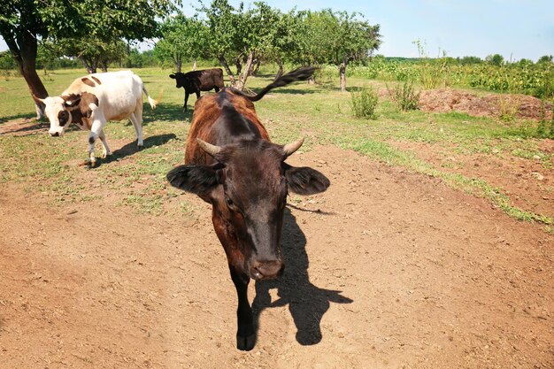 Koeien op de boerderij op zonnige dag