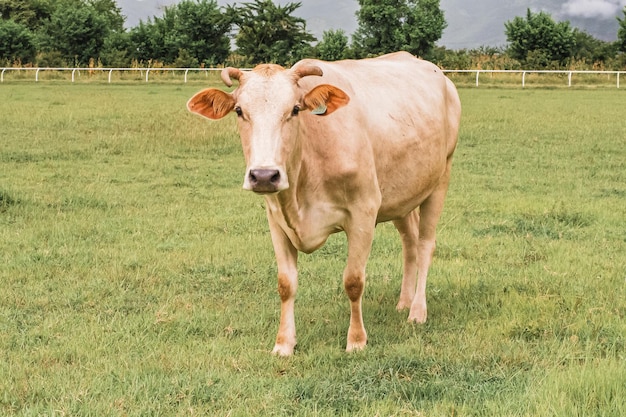 Koeien op de boerderij