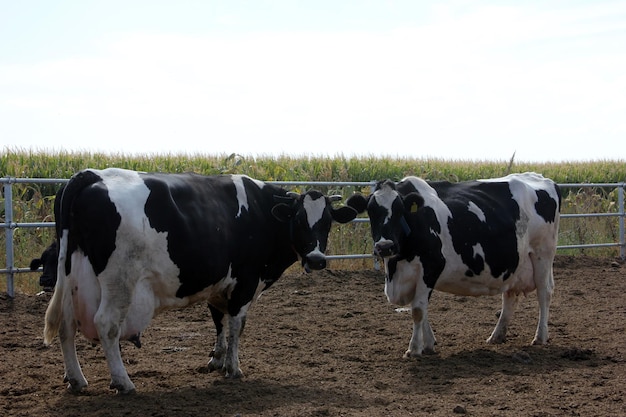 koeien op de boerderij