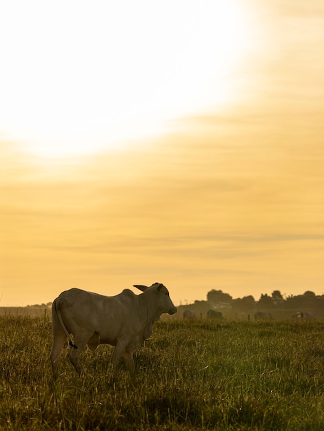 Koeien op de weide bij zonsondergang.