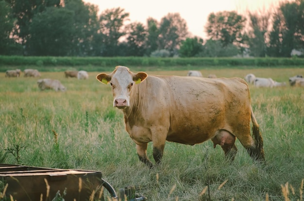 Koeien op de weide