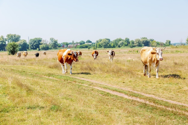 Koeien op de weide