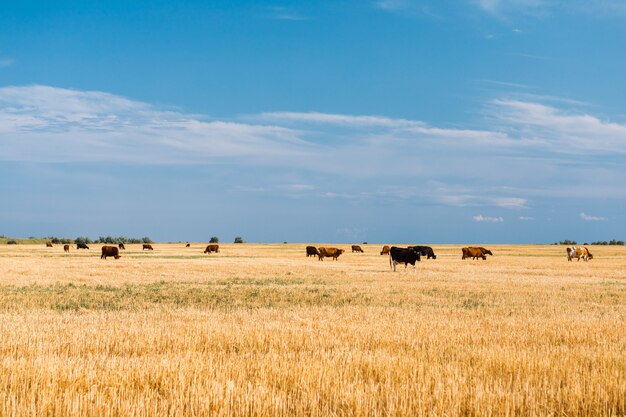 Koeien op een geel veld en een blauwe hemel.