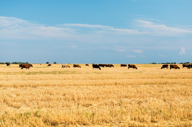 Koeien op een geel veld en een blauwe lucht