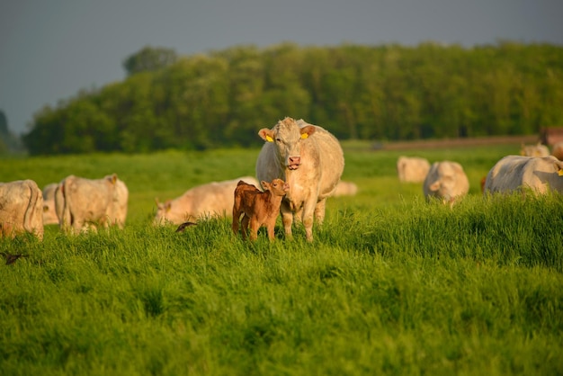 Koeien op een grasveld