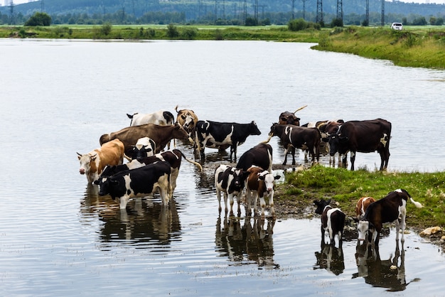 Koeien op een groene weide op het industriële platteland buiten in de buurt van posten met blauwe wolken