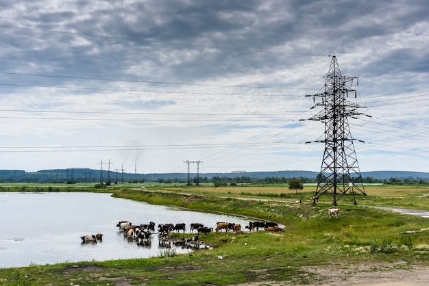 Koeien op een groene weide op het industriële platteland buiten in de buurt van posten met blauwe wolken