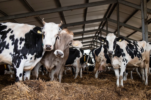 Koeien op een huisdierboerderij voor vlees- of melkproductie en veeteelt