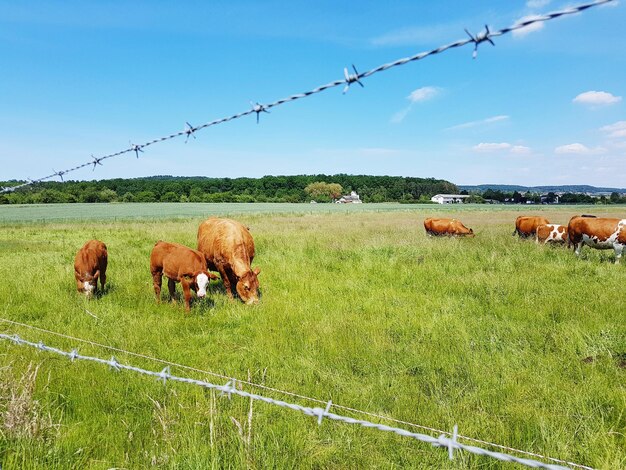 Foto koeien op een veld