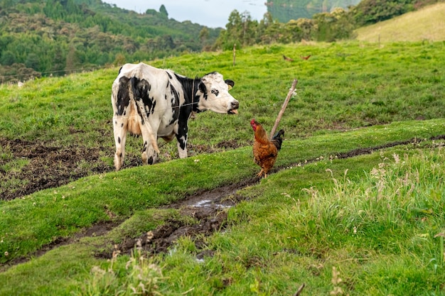 Koeien op een weiland in een prachtig landschap