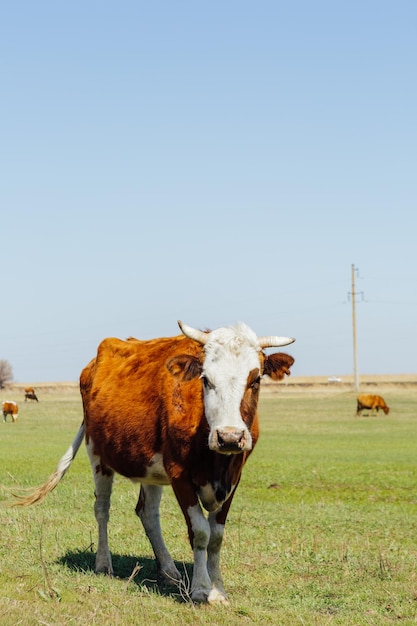 koeien op groene weide