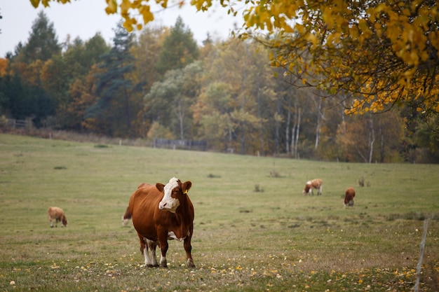 Koeien op herfstweide