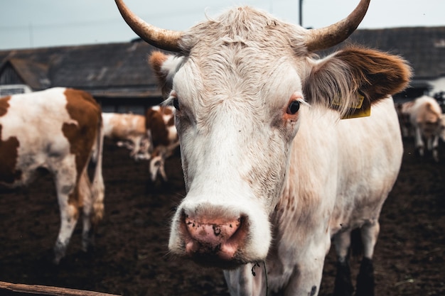 Koeien op het formulier. Melkproductie. Huishoudelijke dieren.