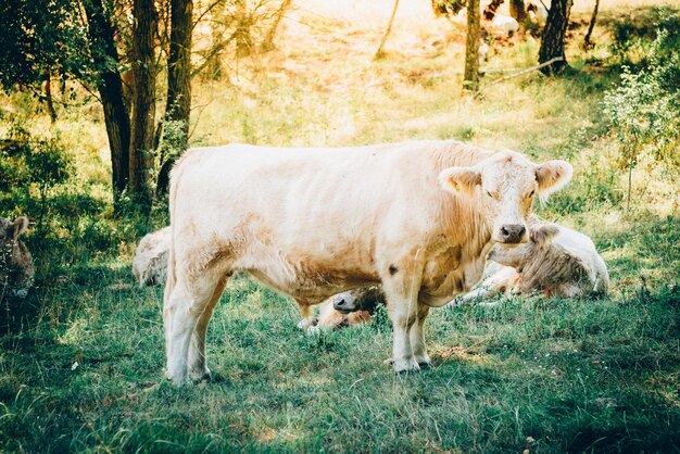 Foto koeien op het grasveld