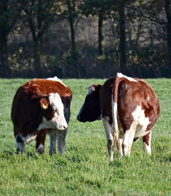 Foto koeien op het grasveld