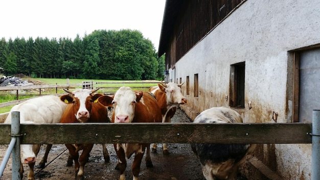 Koeien op het landschap tegen bomen