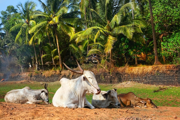 Koeien op het strand in Goa