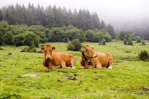 Koeien op het veld tegen bomen