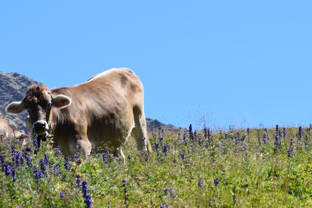 Koeien op het veld tegen een heldere blauwe lucht