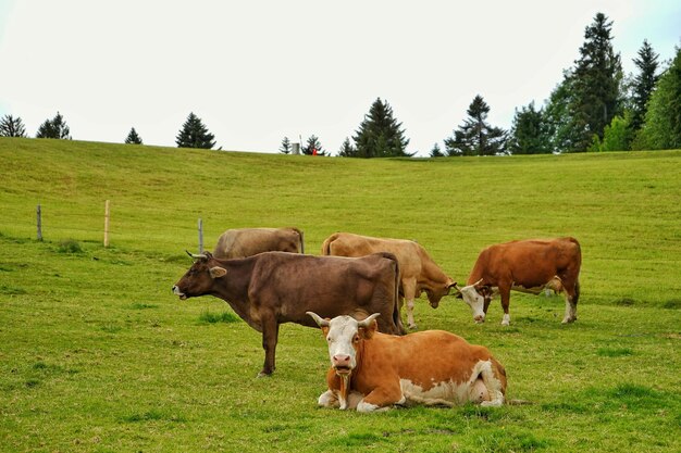 Foto koeien op het veld