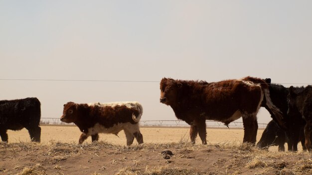 Koeien op open boerderij in zandstorm.