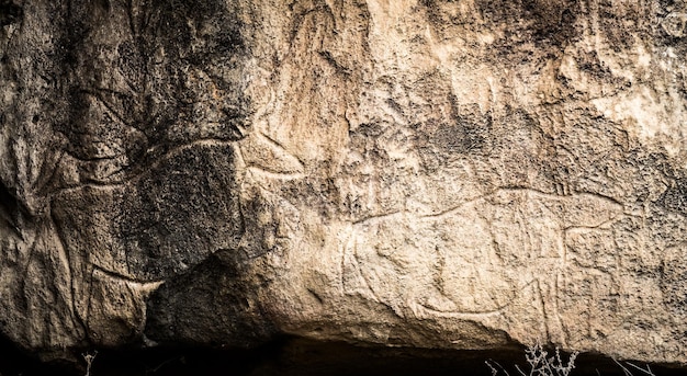 Koeien op stenen rotstekening kunstexpositie van rotstekeningen in Gobustan bij Bakoe, Azerbeidzjan