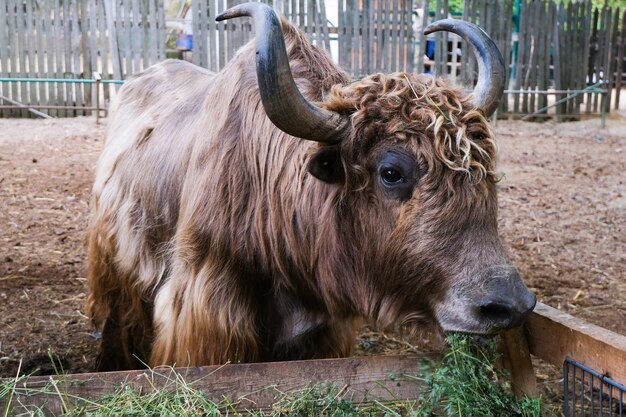 Koeien, runderen eten hooi in de paddock op de boerderij. Podolsk-stieren