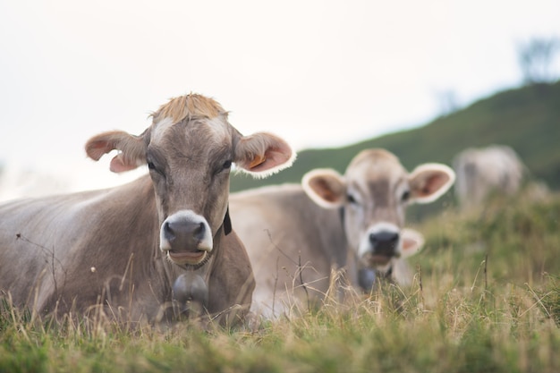 Koeien rusten in een weiland op de Italiaanse Alpen
