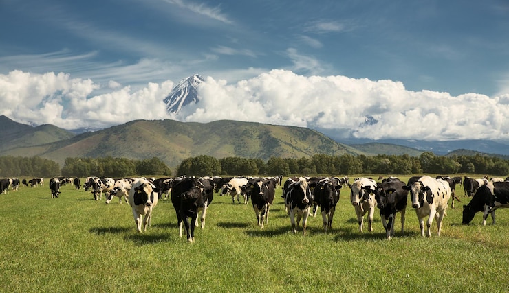 Foto koeien staan in een veld.