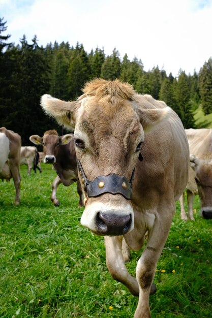 Koeien staan in een veld.