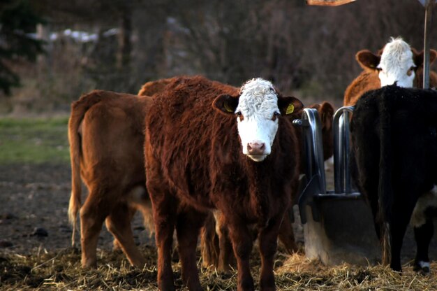 Foto koeien staan in een veld.