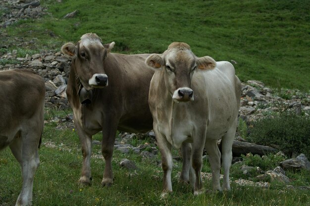 Foto koeien staan in een veld.