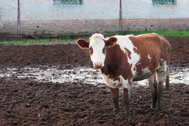 Koeien staan in het vuil op een veeboerderij.