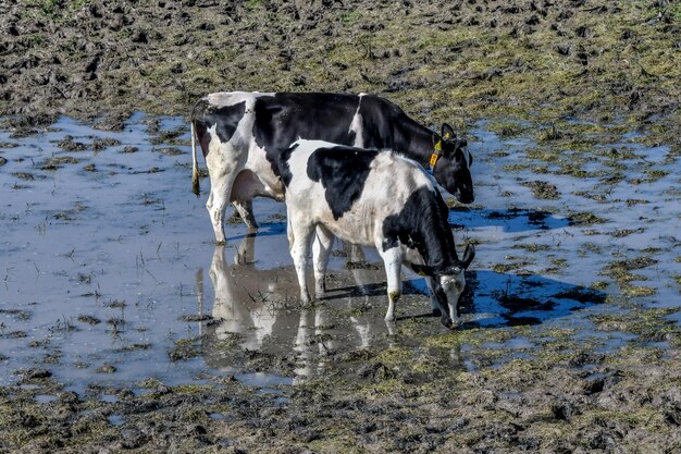 Foto koeien staan in het water.