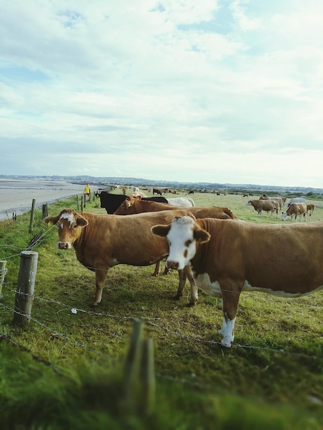 Koeien staan op een grasveld tegen de lucht