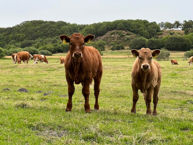 Foto koeien staan op het veld.