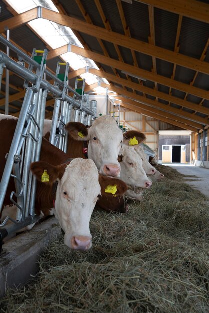 Foto koeien steken hun hoofden uit de schuur.