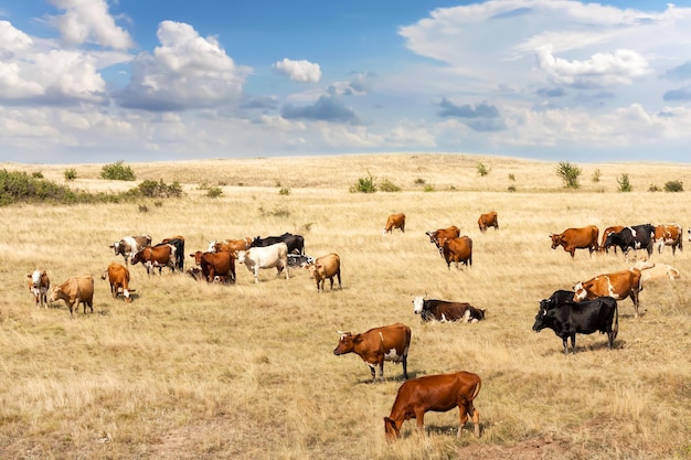 Koeien van verschillende rassen grazen op het veld met geel droog gras onder een blauwe lucht met wolken