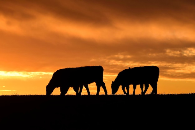 Koeien voerden gras bij Pampas-zonsondergang PatagoniaArgentina