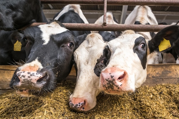 Koeienstal Vee-koeienboerderij Kudde zwart-witte koeien kijken met belangstelling naar de camera Fokken van koeien in de vrije veehouderij