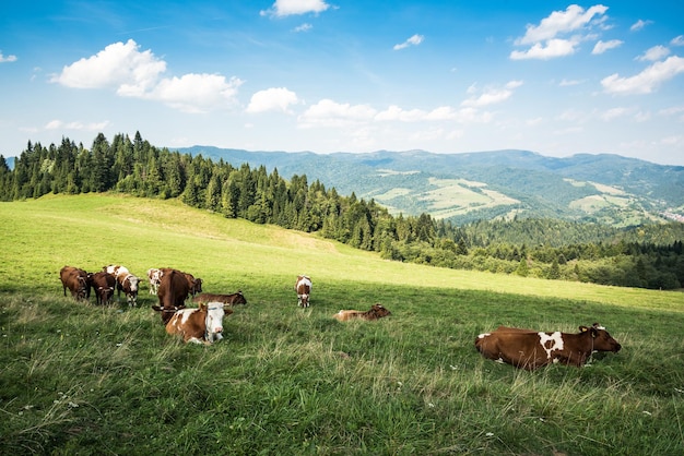 Koeienweiden op gras in de Poolse Pieniny-bergen