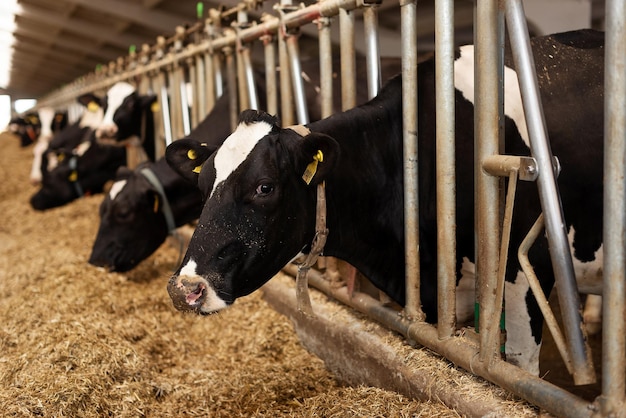 Koekalveren in een stal eten voedsel op een melkveebedrijf Landbouw Veeteelt