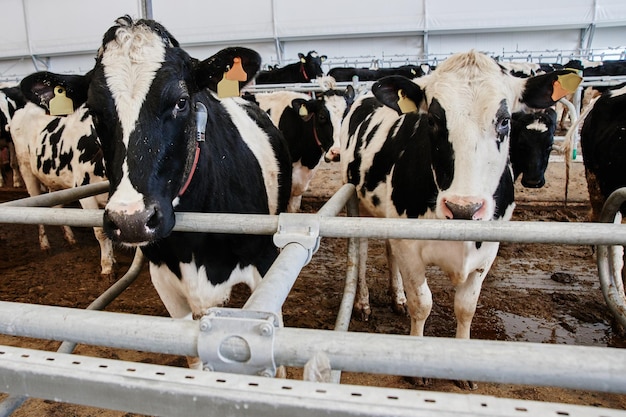 Koemelk Industriële geautomatiseerde boerderij Koeien in de paddock met tags aan de oren eten hooi en rusten van dichtbij