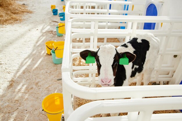 Koemelk Industriële geautomatiseerde boerderij Koeien in de paddock met tags aan de oren eten hooi en rusten