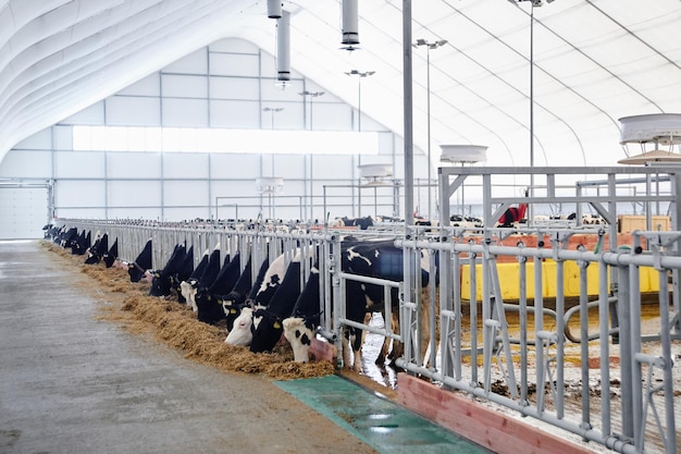 Koemelk Industriële geautomatiseerde boerderij Koeien in de paddock met tags aan de oren eten hooi en rusten