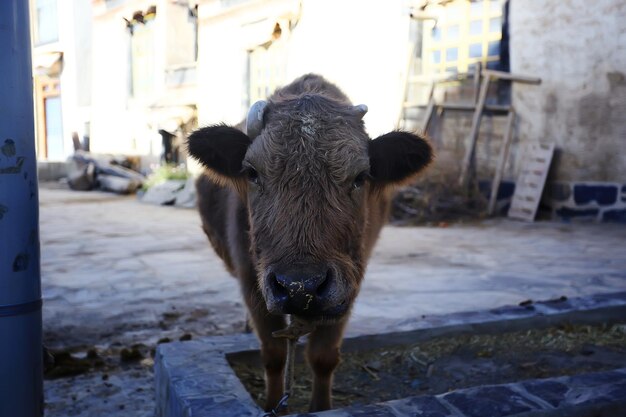 koeportret op een boerderij